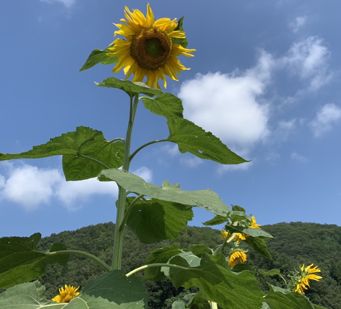 デトックス・必要としている人が待っている♪