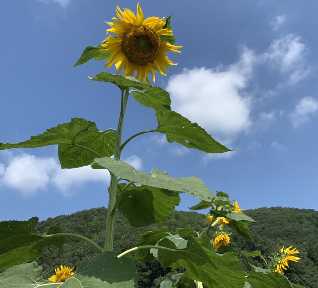 デトックス・必要としている人が待っている♪